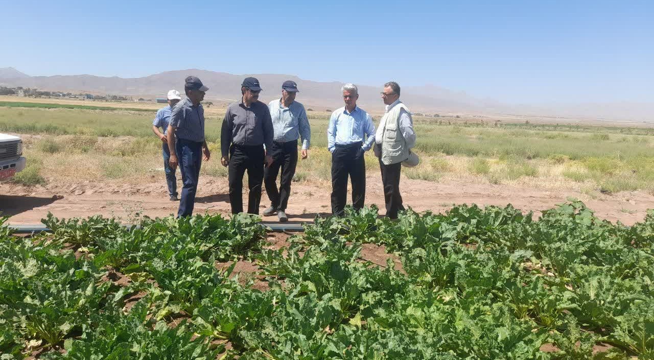 بازدید فنی و میدانی از مزارع چغندرقند در شهرستان تربت حیدریه در بازدید فنی و میدانی از مزارع چغندرقند در شهرستان تربت حیدریه