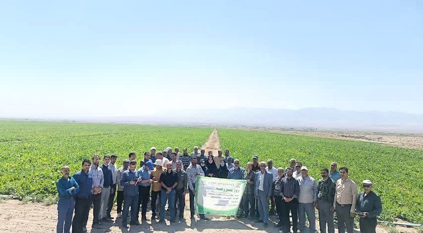 مراسم روز مزرعه استانی چغندرقند در شهرستان تربت‌جام