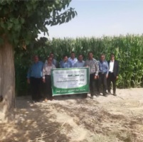 برگزاری مراسم روز مزرعه آشنایی با آفات و بیماری ها و اصول تغذیه ی ذرت علوفه ای در گلبهار