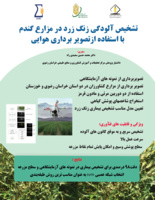 دقت تشخیص زنگ زرد گندم به ۹۹ درصد رسید.