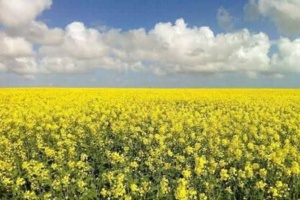 معرفی رقم جدید کلزا بهاره به نام مافا و ثبت آن در فهرست ارقام ملی کشور