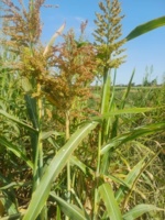 معرفی ۲ رقم جدید سورگوم دومنظوره دانه‌ ای و علوفه ای " دانا " و " رویا"  و ثبت آن در فهرست ارقام ملی کشور