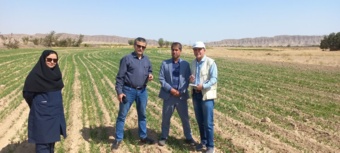 بازدید از وضعیت کشت گندم پاییزه در شهرستان درگز