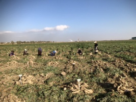 آغاز برداشت آزمایشات بهاره چغندرقند و علوفه ای بخش تحقیقات چغندرقند خراسان رضوی