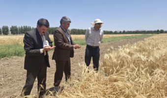 بازدید و ارزیابی پژوهشگران و اعضای هیات علمی مرکز تحقیقات و آموزش کشاورزی و منابع طبیعی خراسان رضوی  از لاین های جو در خراسان‌ جنوبی