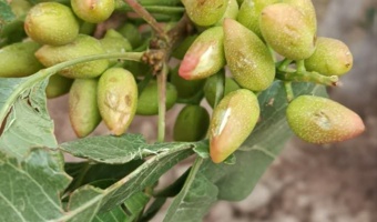خسارت به باغات پسته مه ولات