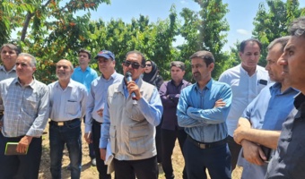 یکی از مشکلات گیلاس خراسان رضوی، پایین بودن عملکرد در واحد سطح