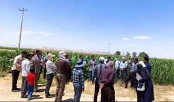 خراسان رضوی با اختصاص ۱۸ تا ۲۳ هزار هکتار به کشت ذرت دانه ای، تأمین کننده ۱۰ درصد از نیاز کشور