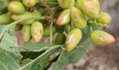 خسارت به باغات پسته مه ولات