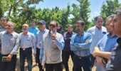 یکی از مشکلات گیلاس خراسان رضوی، پایین بودن عملکرد در واحد سطح
