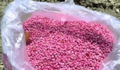 آغاز شروع کاشت طرح های آزمایشی گیاهان علوفه ای نژادهای اصلاح شده سورگوم و ذرت علوفه ای دانه ای