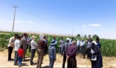 خراسان رضوی با اختصاص ۱۸ تا ۲۳ هزار هکتار به کشت ذرت دانه ای، تأمین کننده ۱۰ درصد از نیاز کشور