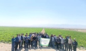 مراسم روز مزرعه استانی چغندرقند در شهرستان تربتجام