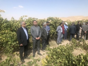 ارایه ی آخرین یافته های تحقیقاتی در زمینه ی آفات، بیماری ها و فرآوری انگور به بهره برداران در مراسم روز مزرعه ی استانی انگور آبی در شهرستان قوچان