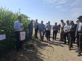 برگزاری مراسم روز مزرعه ی استانی ذرت علوفه‌ای در شهرستان جغتای