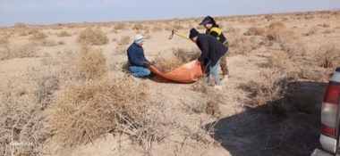 توجه به توسعه کشت گیاهان شور پسند،ظرفیتی پایدار در مسیر تحقق امنیت غذایی