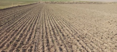 بازدید از کشتزارهای دیم و آزمایشات کشت ترکیبی در شرایط دیم در شهرستان سرخس