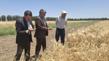 بازدید و ارزیابی پژوهشگران و اعضای هیات علمی مرکز تحقیقات و آموزش کشاورزی و منابع طبیعی خراسان رضوی  از لاین های جو در خراسان‌ جنوبی