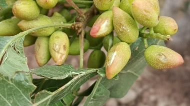خسارت به باغات پسته مه ولات