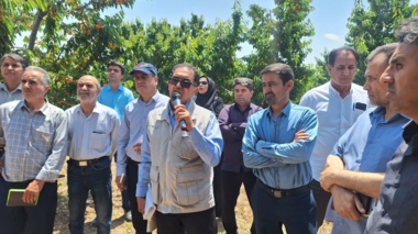 یکی از مشکلات گیلاس خراسان رضوی، پایین بودن عملکرد در واحد سطح