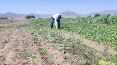 کشت پنج رقم جدید کنجد و سازگار با شرایط اقلیمی در شهرستان تربت حیدریه