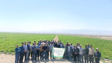 مراسم روز مزرعه استانی چغندرقند در شهرستان تربت‌جام